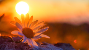 Scopri di più sull'articolo Corso Mindfulness MBSR online su Zoom