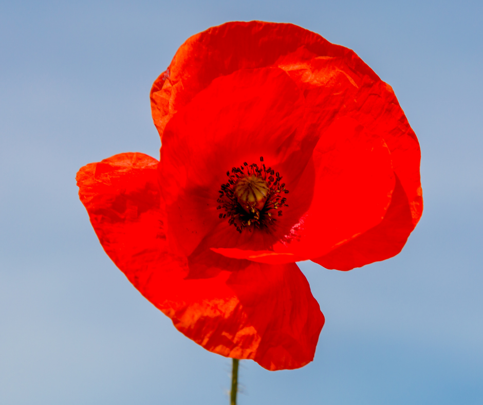 Il lato yang della Self-Compassion. Trasformare la rabbia: assertività, confini sani, dirsi di sì – Webinar gratuito