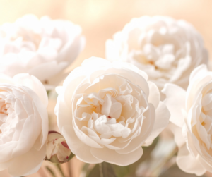 Aprire il cuore, accettare, perdonarsi – Percorso di 4 incontri