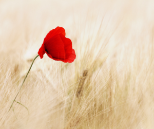 La Forza del Cuore – Percorso di 6 incontri