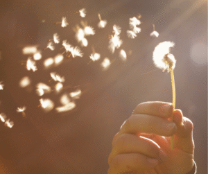 Mindfulness MBSR – Webinar gratuito su Zoom